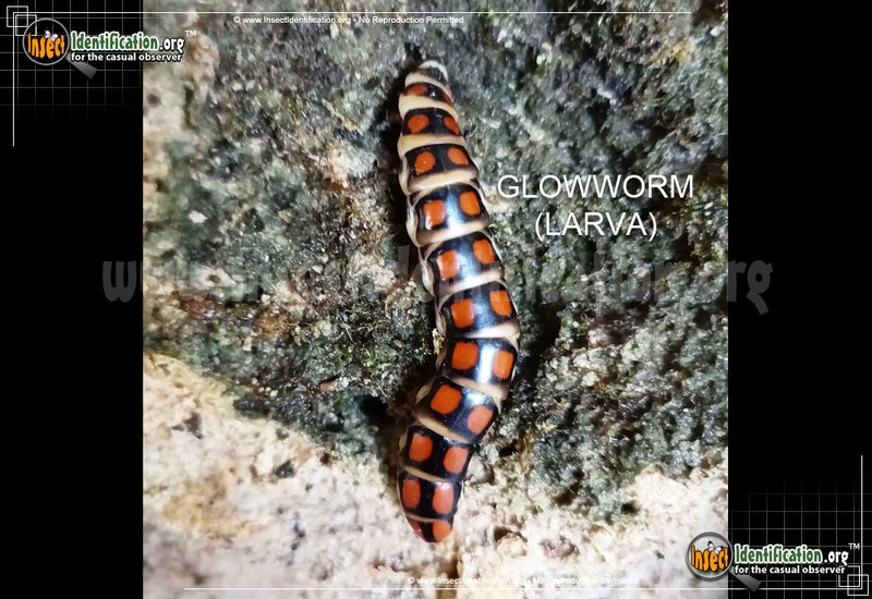 Comparing Glowworm (Insect) To Similar Worm Species In The Same Habitat
