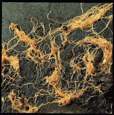 Comparing Grindal Worm To Similar Worm Species In The Same Habitat