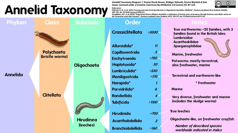 Comparing Guppy Tapeworm To Similar Worm Species In The Same Habitat