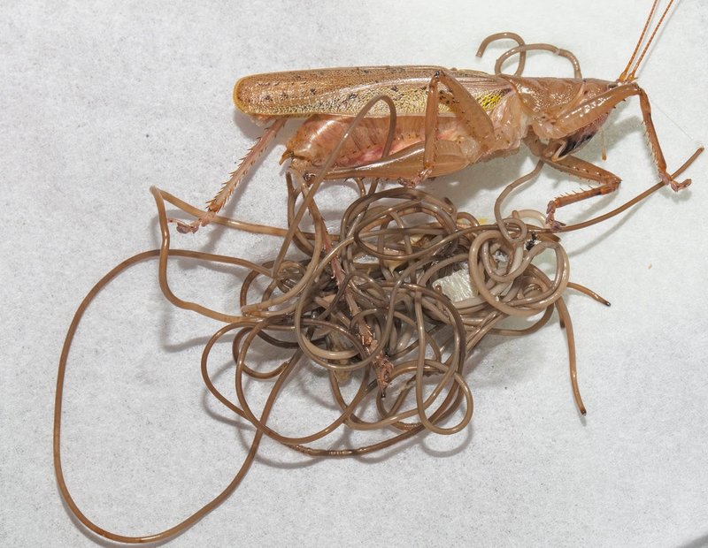 Comparing Hairworm To Similar Worm Species In The Same Habitat