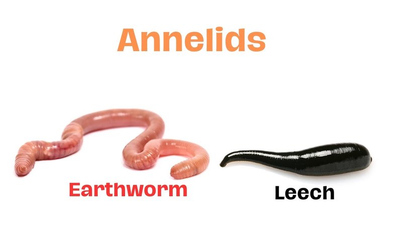 Comparing Leech To Similar Worm Species In The Same Habitat