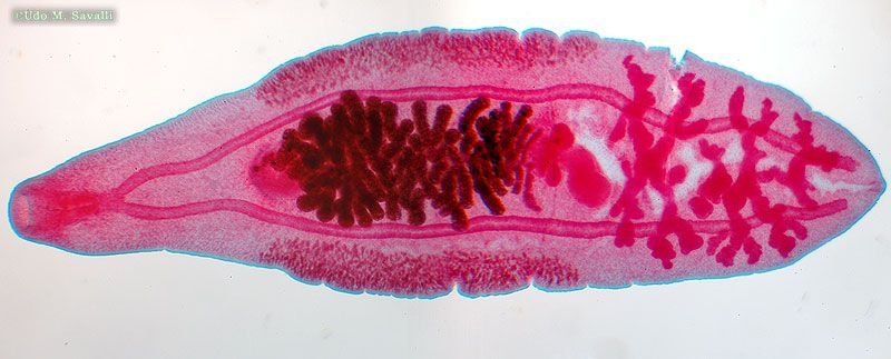 Comparing Liver Fluke To Similar Worm Species In The Same Habitat