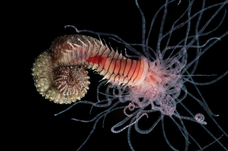Comparing Marine Polychaete To Similar Worm Species In The Same Habitat