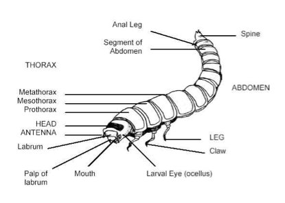 Comparing Mealworm To Similar Worm Species In The Same Habitat