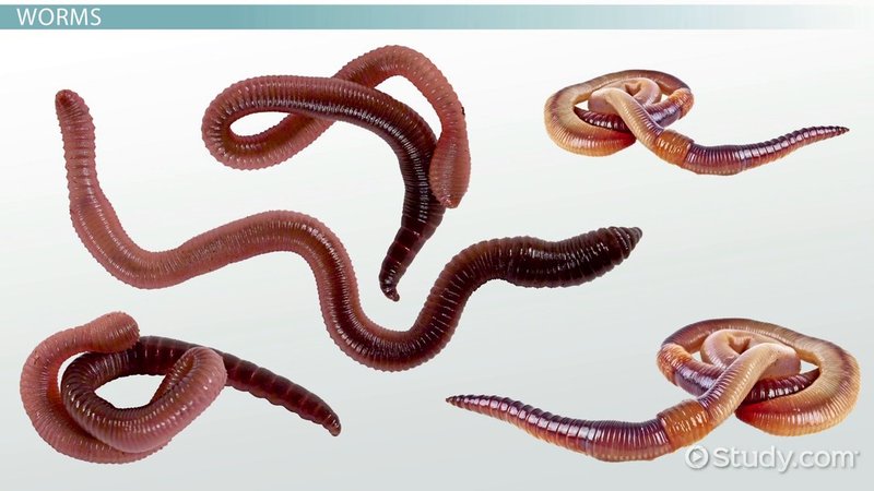 Comparing Mudworm To Similar Worm Species In The Same Habitat