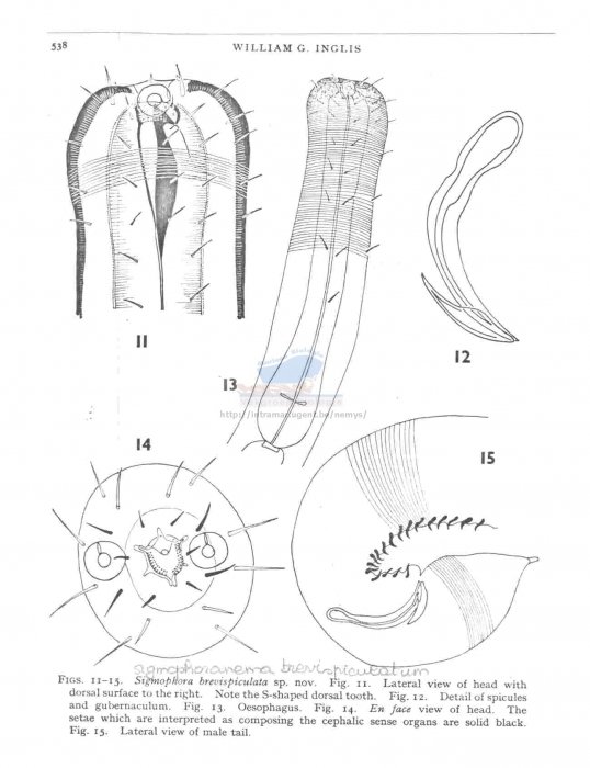 Comparing Nematomorph To Similar Worm Species In The Same Habitat