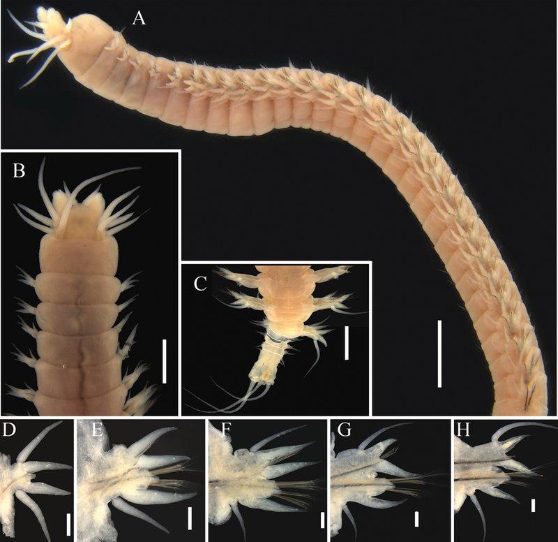Comparing Nereis Virens To Similar Worm Species In The Same Habitat