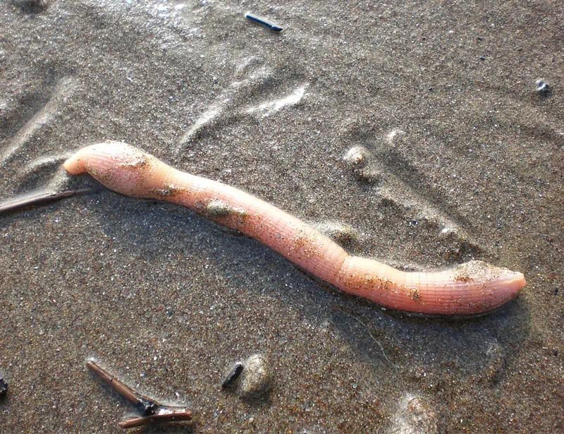 Comparing Peanut Worm To Similar Worm Species In The Same Habitat