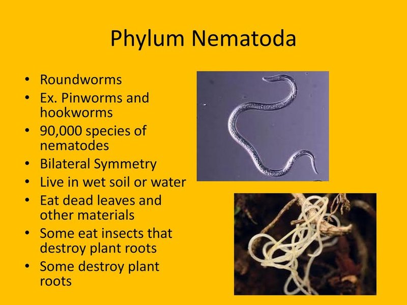 Comparing Pinworm To Similar Worm Species In The Same Habitat