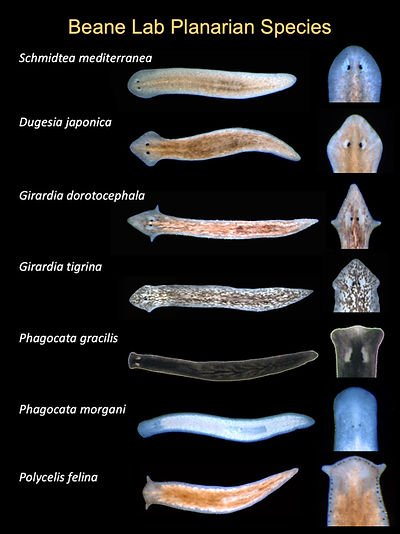 Comparing Planaria To Similar Worm Species In The Same Habitat