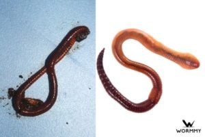 Comparing Red Wiggler To Similar Worm Species In The Same Habitat