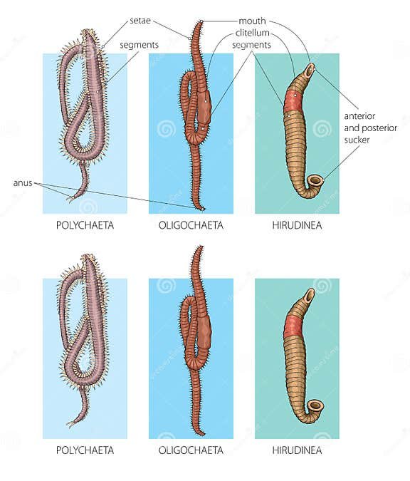 Comparing Ribbon Worms To Annelid Worms