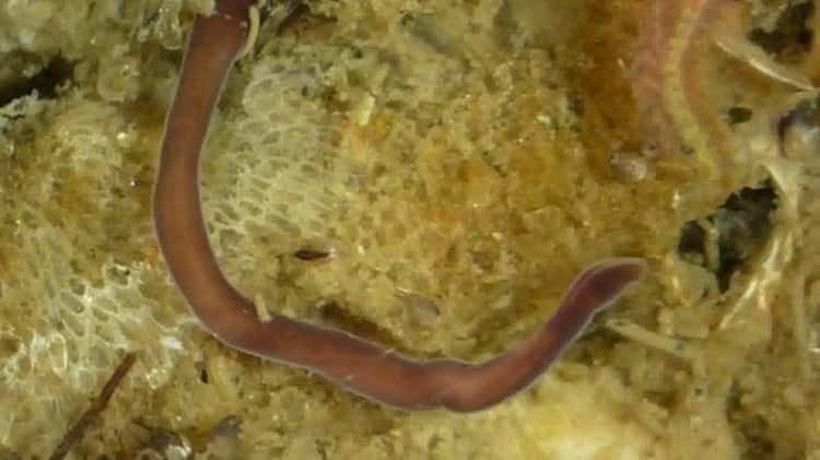 Comparing Ribbon Worms To Annelid Worms