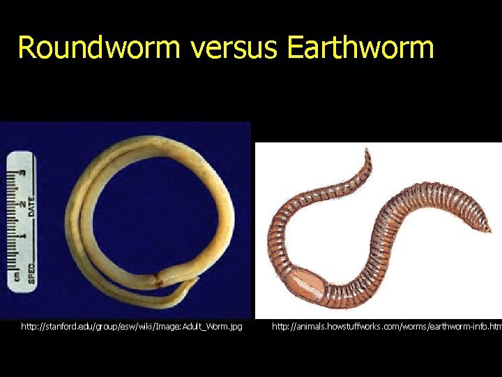 Comparing Roundworm To Similar Worm Species In The Same Habitat