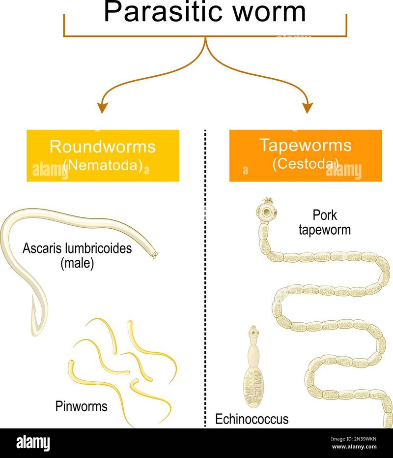 Comparing Tapeworm To Similar Worm Species In The Same Habitat