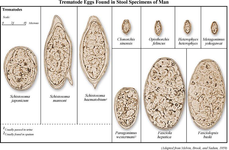 Comparing Trematode To Similar Worm Species In The Same Habitat