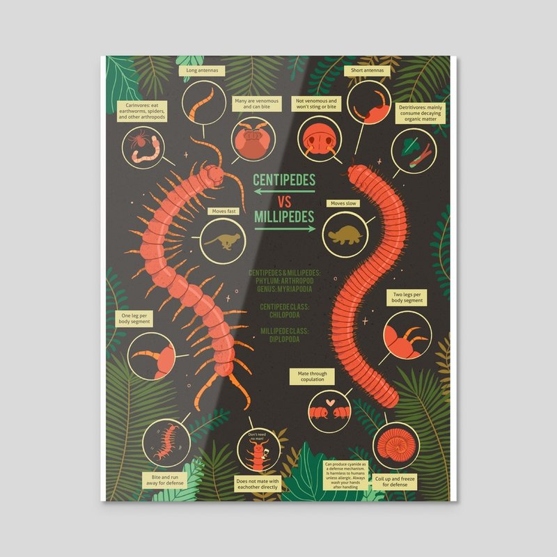 Comparing Velvet Worms To Centipedes And Millipedes