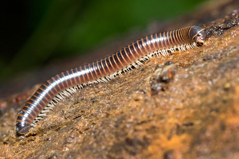 Comparing Velvet Worms To Centipedes And Millipedes