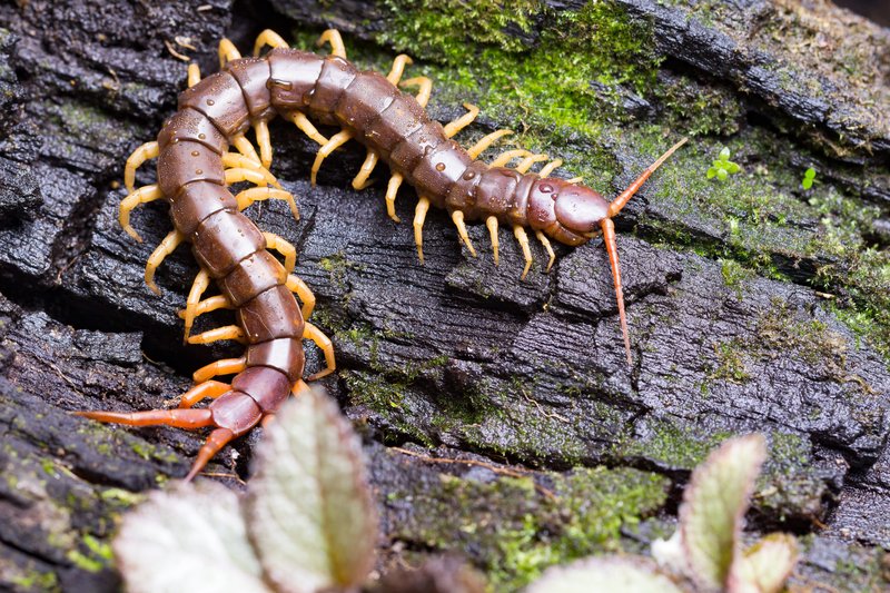 Comparing Velvet Worms To Centipedes And Millipedes
