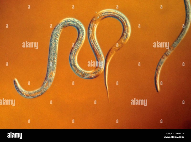 Comparing Vinegar Eel To Similar Worm Species In The Same Habitat