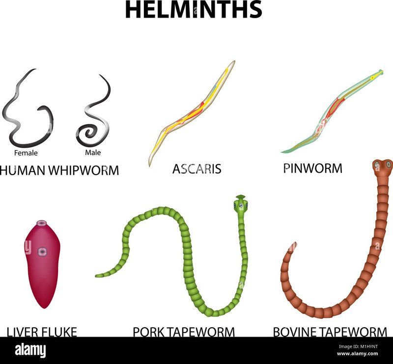Comparing Whipworm To Similar Worm Species In The Same Habitat
