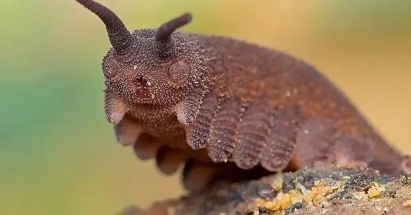 Conservation Status Of Velvet Worm Species Worldwide