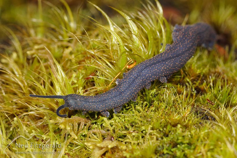 Conservation Status Of Velvet Worm Species Worldwide