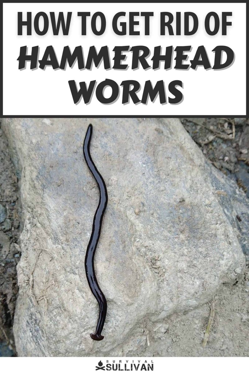 Container Gardening Tips To Avoid Hammerhead Worms