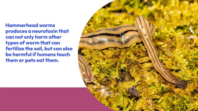 Container Gardening Tips To Avoid Hammerhead Worms