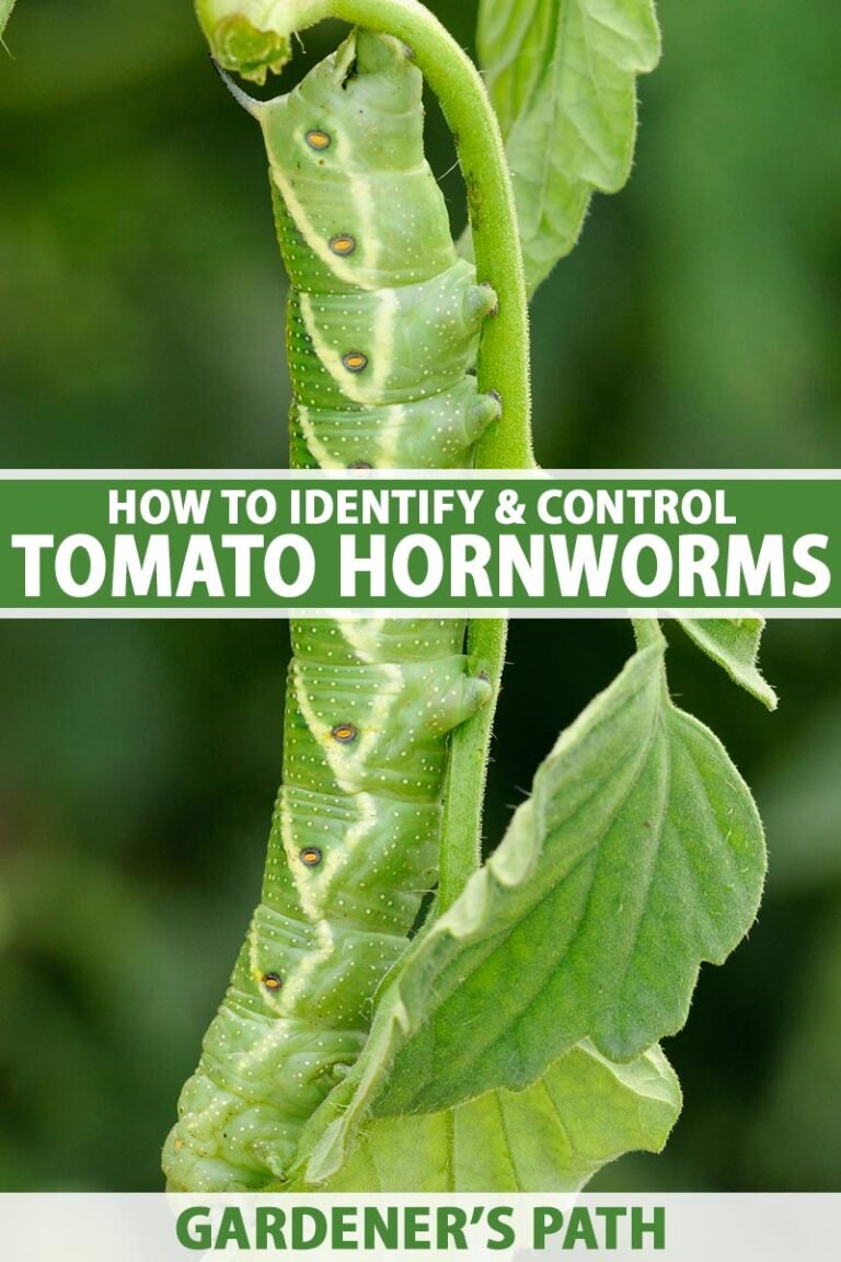 Controlling Hornworms Without Harming Bees