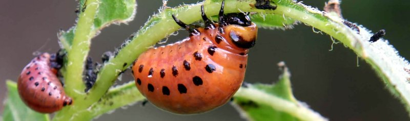 Controlling Inchworms Without Harming Pollinators