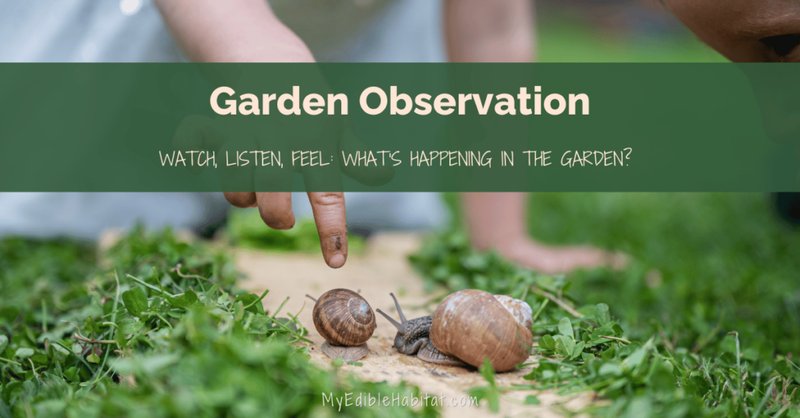 Creating A Habitat Garden For Inchworm Observation