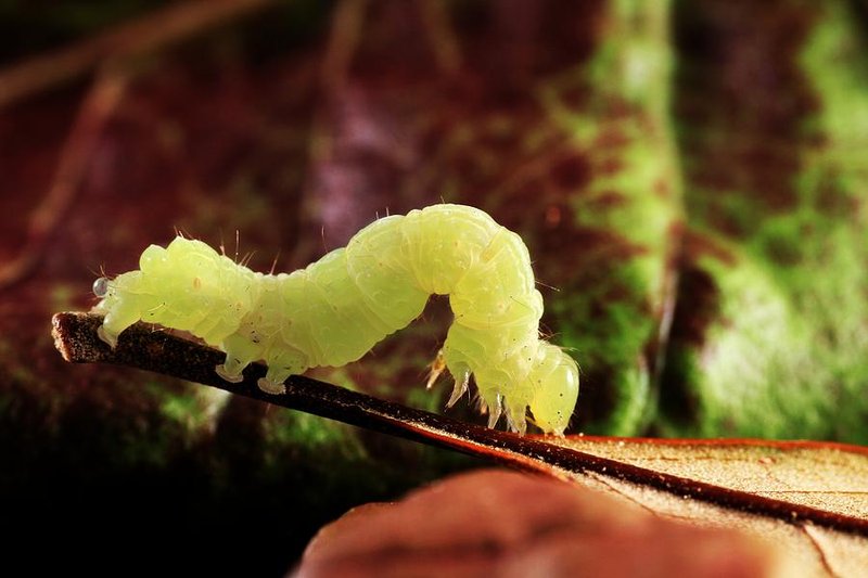Creating A Habitat Garden For Inchworm Observation