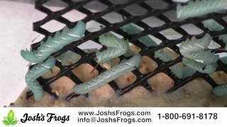 Creating A Hornworm-Friendly Habitat For Predators