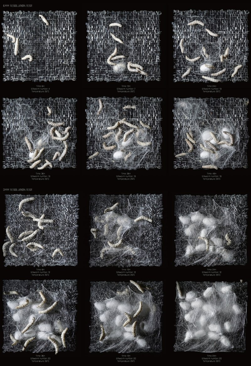Differences Between Bombyx Mori And Other Species