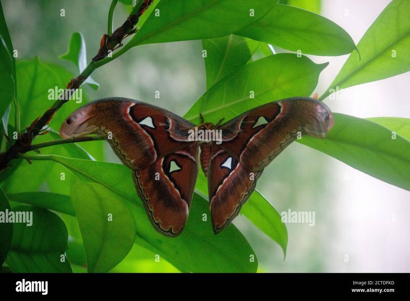 Differences Between Bombyx Mori And Other Species