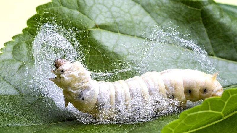 Differences Between Wild And Domesticated Silkworms