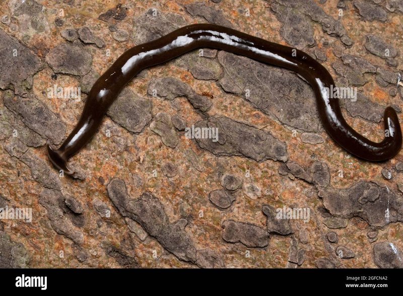 Distinguishing Hammerhead Worms From Millipedes And Slugs
