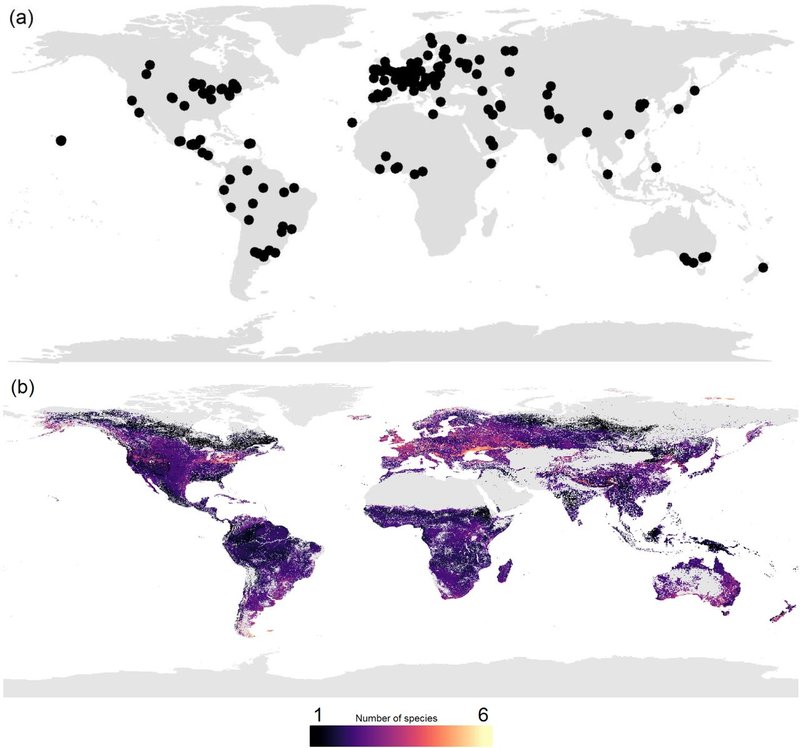 Distribution Maps Of Velvet Worms By Continent