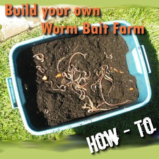 Diy Traps And Baits For Hammerhead Worms