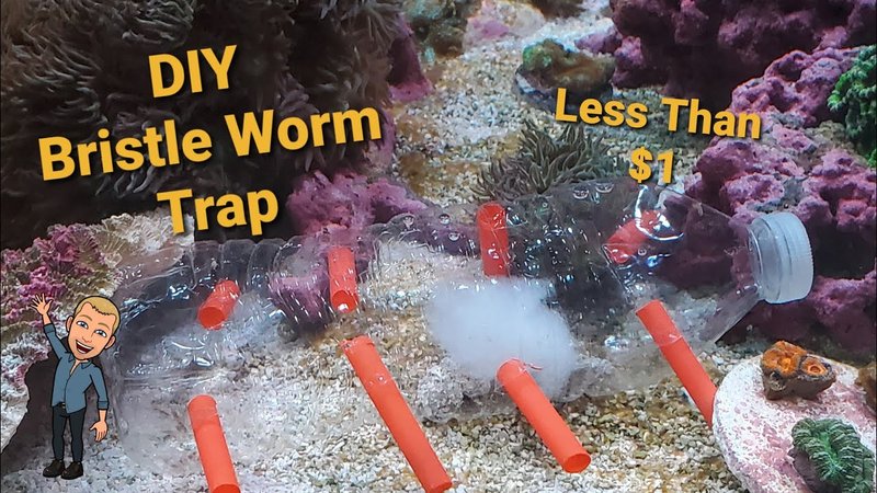 Diy Traps To Remove Bristle Worms Safely