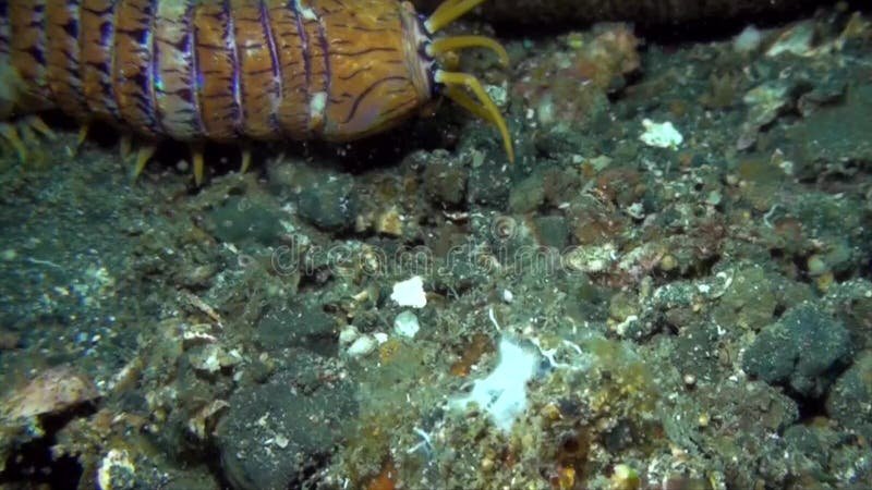Do Bobbit Worms Come Out During The Day?
