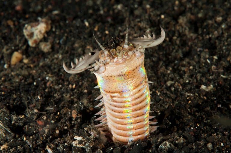 Do Bobbit Worms Release Toxins Or Venom?
