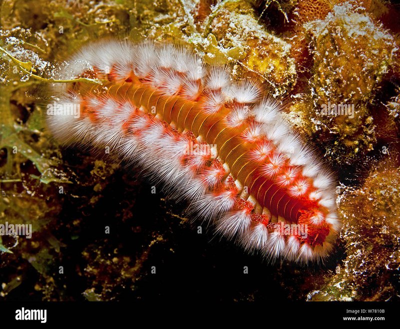 Do Bristle Worms Deliver Venomous Stings?