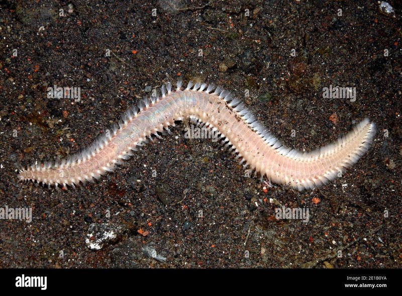 Do Bristle Worms Deliver Venomous Stings?