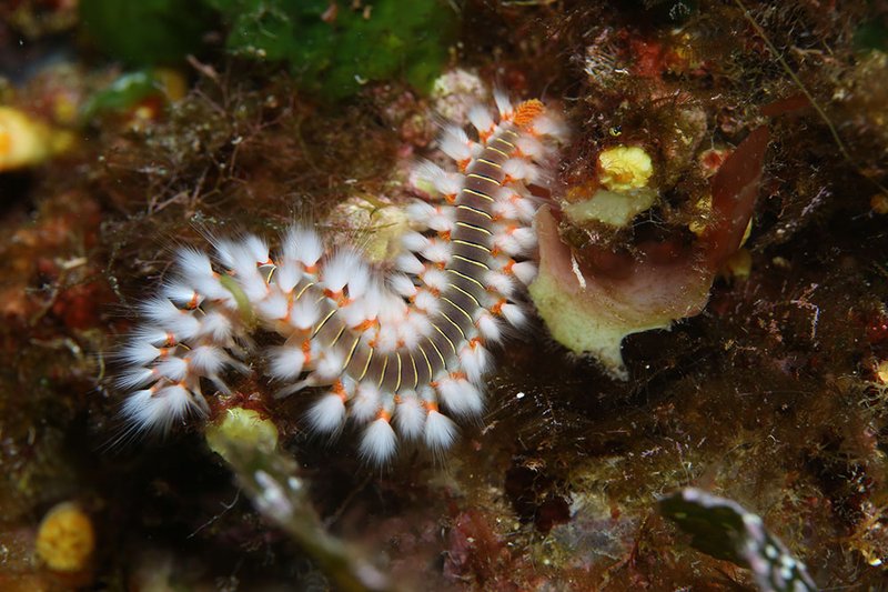 Do Bristle Worms Deliver Venomous Stings?