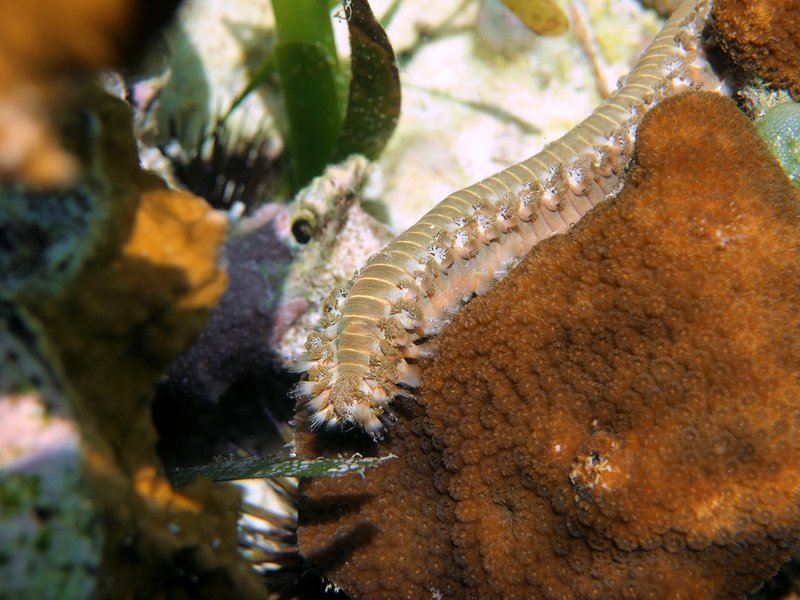 Do Bristle Worms Ever Attack Healthy Fish?