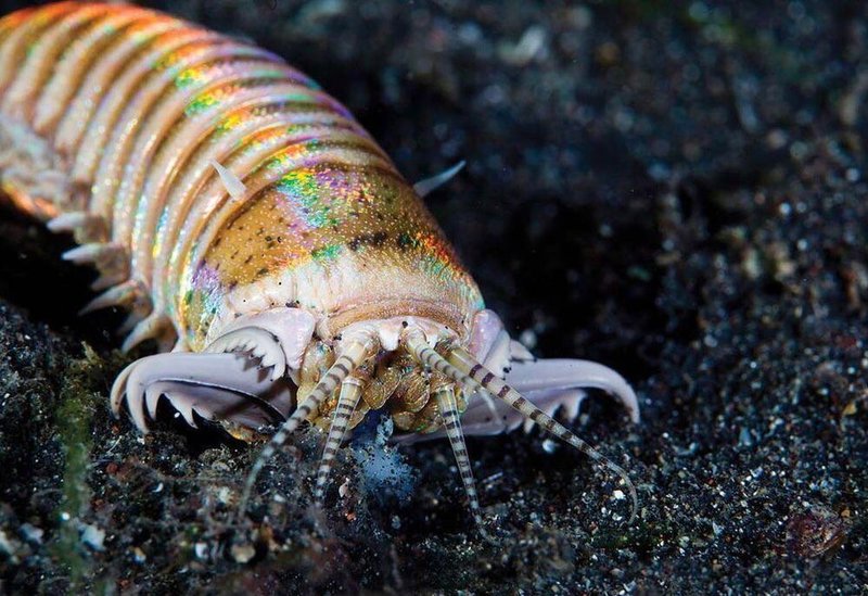 Do Bristle Worms Ever Attack Healthy Fish?