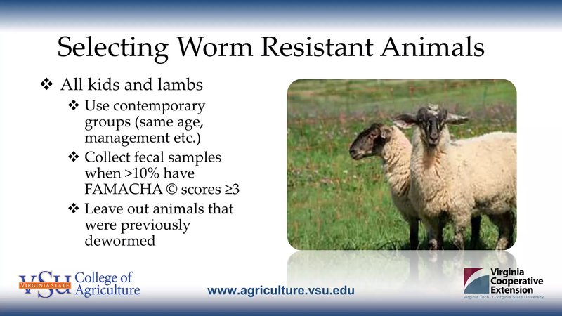 Do Certain Mammals Show Resistance To Wolf Worms?