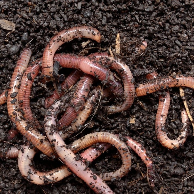 Do Earthworms Eat Dead Plant Roots?